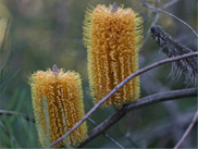 Banksia spinulosa (Hairpin Banksia)